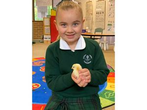 2020 Kindergarten Chick 6