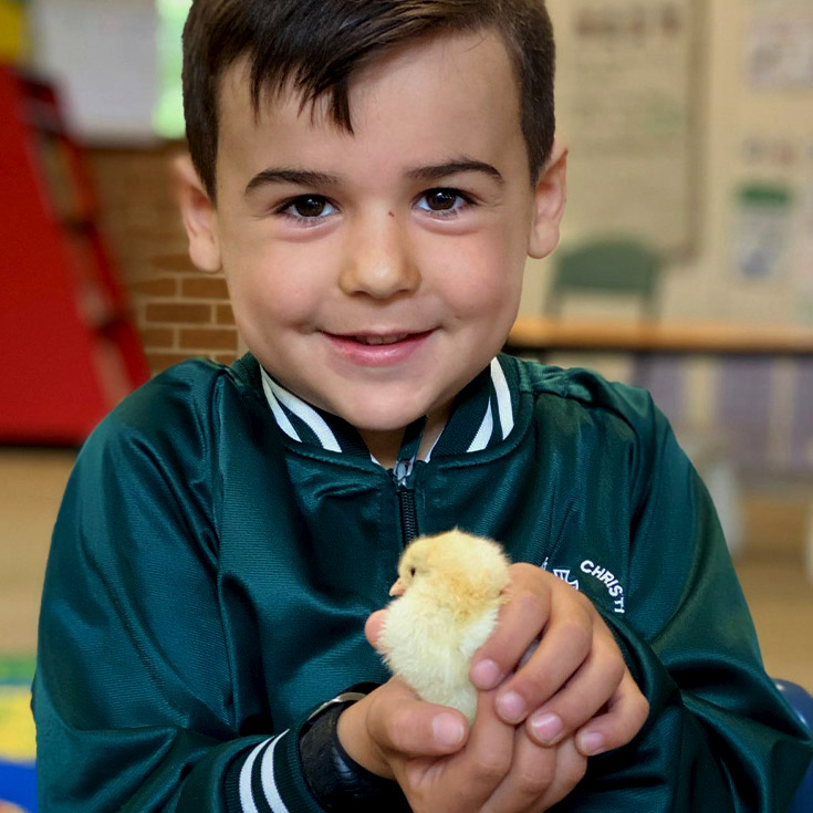Student holding baby chick at Corpus Christi Catholic Primary School Cranebrook